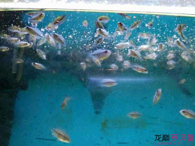 罗汉鱼苗一个月长多大,罗汉鱼苗一个月生长情况深度解析
